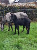 D pony veulen, Hengst, Gechipt