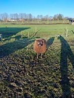 Texel schapen Texelaar, Dieren en Toebehoren