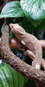 Sarasinorum gekko 1.0 (2022), Dieren en Toebehoren