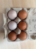 Verse eitjes, Dieren en Toebehoren, Ophalen