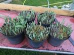 hosta, Tuin en Terras, Ophalen