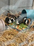 Cavia’s gezocht die een nieuwe thuis zoeken, Cavia, Meerdere dieren, Tam, September