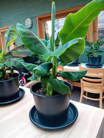 Meerdere bananenplanten beschikbaar voor biedingen