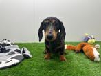 Standaard Teckel pups, Dieren en Toebehoren, België, Standaard, 8 tot 15 weken, Korthaar