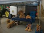 bintje aardappelen, Zakelijke goederen, Landbouw | Aardappelen, Groenten, Fruit en Vlees, Ophalen