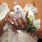 witte duiven voor trouw hasselt, Animaux & Accessoires