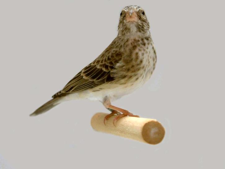 Tropische vogels huisvesten met Avicultuur-LED verlichting, Animaux & Accessoires, Oiseaux | Oiseaux Autre, Oiseau tropical