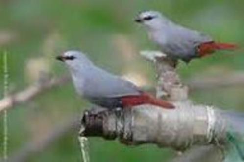 Te koop lavendelastrild of blauwgrijs roodstaartje, Dieren en Toebehoren, Vogels | Overige Vogels