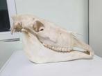crâne de cheval crâne de cheval anatomie GRAND complet, Envoi