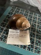 Escargots, Collections, Enlèvement ou Envoi