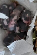 Gevlekte kleurmuizen te reserveren., Dieren en Toebehoren, Knaagdieren, Muis, Geslacht onbekend, Januari, Tam