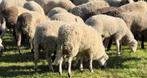 Moutons mâles pour la fête, Dieren en Toebehoren, Schaap