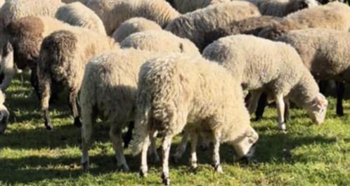 Moutons mâles pour la fête, Dieren en Toebehoren, Schapen, Geiten en Varkens, Schaap