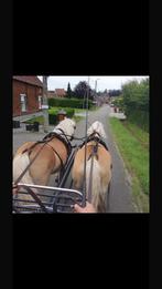 Haflingers tweespan,, Jument, Vermifugé, 11 ans ou plus