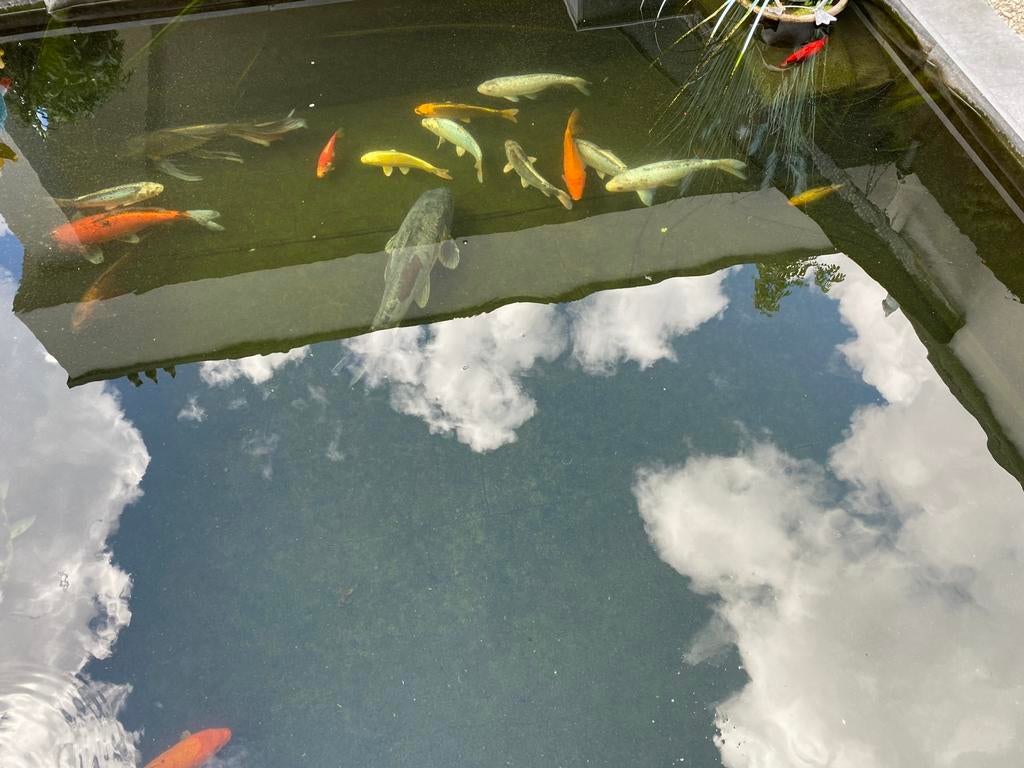 Koi vissen, Ophalen, Zo goed als nieuw