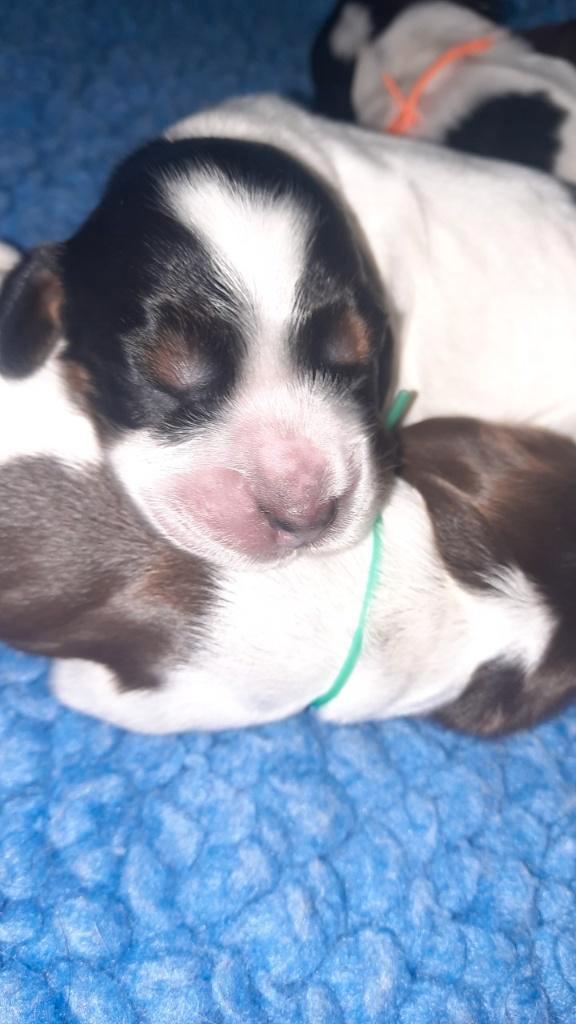 Engelse cocker spaniel pups, Animaux & Accessoires, Chiens | Retrievers, Épagneuls & Chiens d'eau, Plusieurs animaux, Épagneul