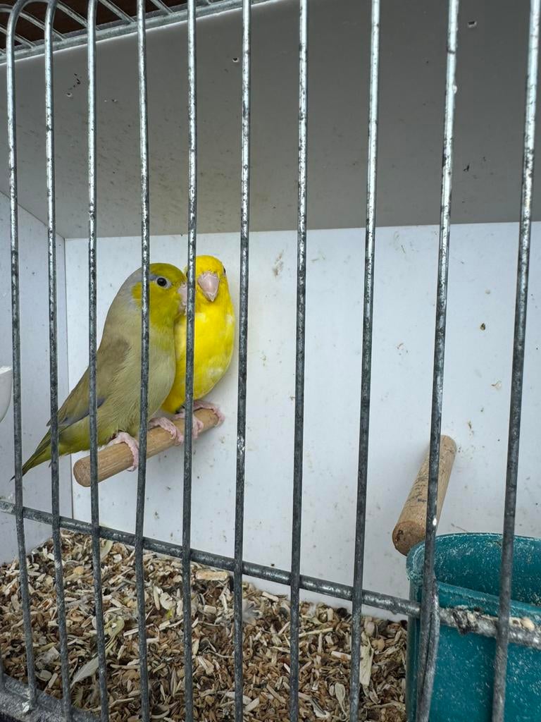 Forpus koppels, Animaux & Accessoires, Oiseaux | Perruches & Perroquets, Plusieurs animaux, Perroquet nain ou Inséparable, Bagué