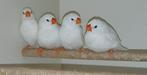1 koppel zebravinken  + losse pop, Dieren en Toebehoren, Vogels | Overige Vogels, Geringd