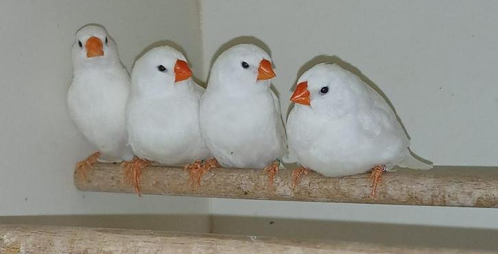 1 koppel zebravinken  + losse pop, Dieren en Toebehoren, Vogels | Overige Vogels, Geringd