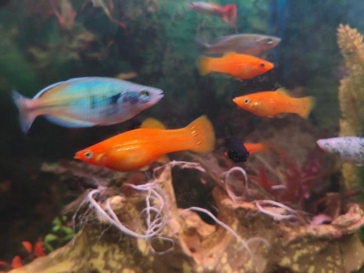 Oranje molly’s te koop  gezond, actief & mooie kleur, Animaux & Accessoires, Poissons | Poissons d'aquarium, Poisson d'eau douce