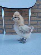 Usa zijdehoender kuikens, Sexe inconnu, Poule ou poulet