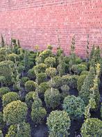 allerlei mooie buxus vormen vanaf 5€, Tuin en Terras, Ophalen, Buxus, Struik, Minder dan 100 cm