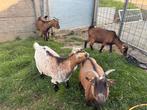 Geiten, Dieren en Toebehoren, Vrouwelijk, Geit, 3 tot 5 jaar