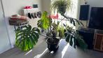 Grote stek monstera deliciosa, Groene kamerplant, Ophalen, In pot, Halfschaduw