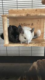 Chinchillas: man en vrouw, Dieren en Toebehoren, Knaagdieren, Januari, Meerdere dieren, Chinchilla