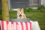 Shiba inu pups alle kleuren, Dieren en Toebehoren, 15 weken tot 1 jaar, Overige rassen, Buitenland, Parvo