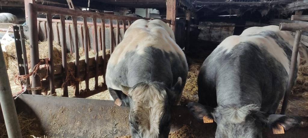 Dekstieren, Dieren en Toebehoren, 0 tot 2 jaar