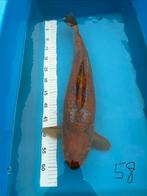 Koi, Dieren en Toebehoren, Karper of Koi