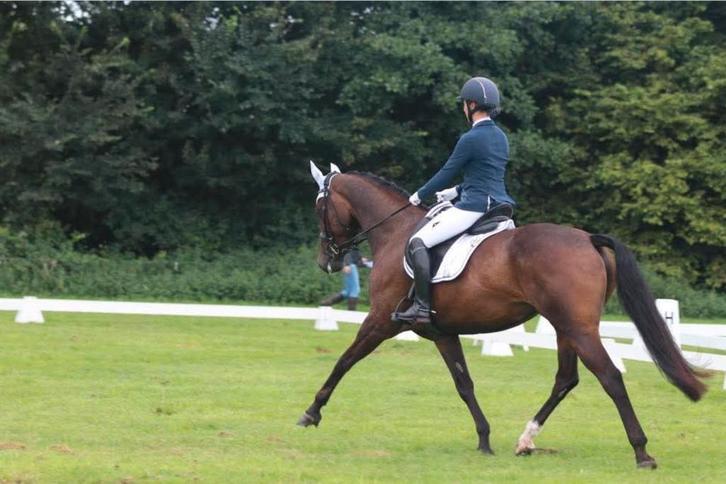 9 jarige KWPN merrie - Allround talent met Potentieel, Animaux & Accessoires, Chevaux, Jument, M, 165 à 170 cm, 7 à 10 ans, Avec pedigree