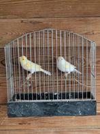 Geel mozaïek, Plusieurs animaux, Canari de couleur