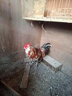 Te koop zing haan zing op 50 op het uur tel 0479263152, Dieren en Toebehoren, Pluimvee