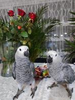 Gris de Gabon eam, Dieren en Toebehoren, Vogels | Parkieten en Papegaaien