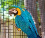 Ara ararauna 5mois, Enlèvement