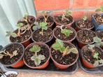 Aardbeienplanten in pot te koop. Slechts €0,50 per stuk., Tuin en Terras, Planten | Tuinplanten, Ophalen of Verzenden