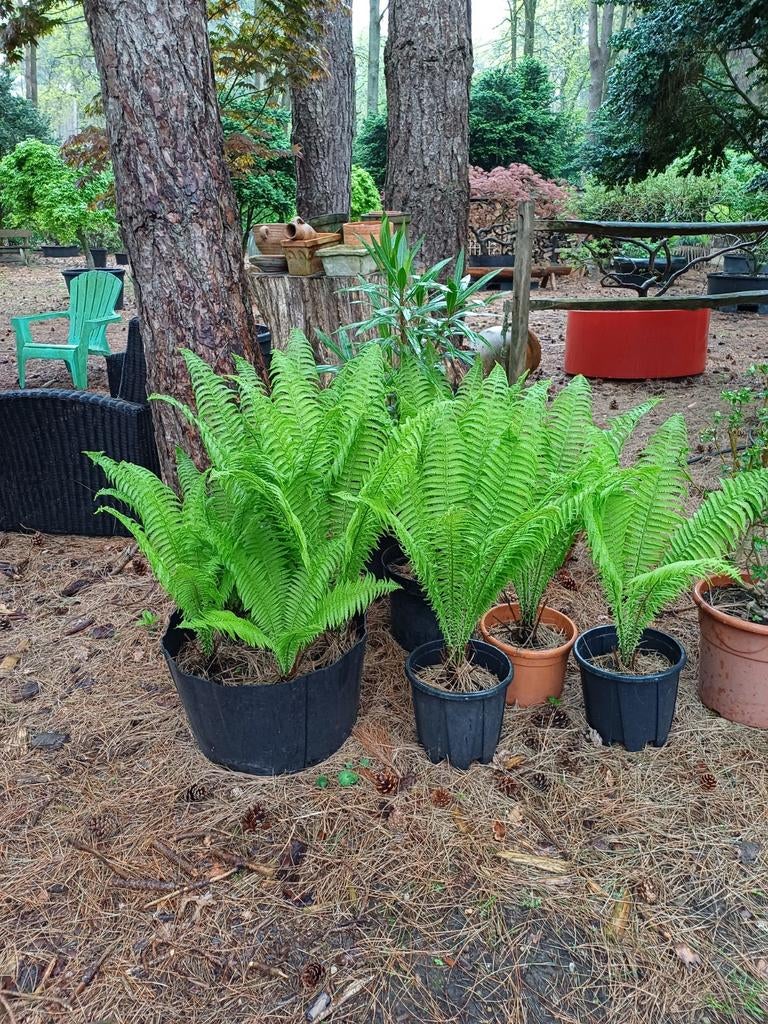 varens, Ophalen, Varens