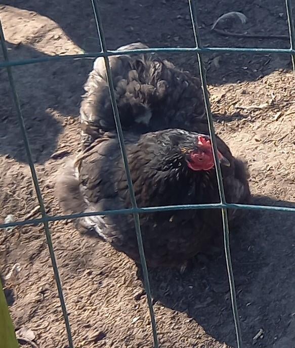 3 blauwe cochin kriel hennen, Dieren en Toebehoren, Pluimvee, Vrouwelijk, Kip