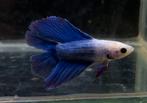 Betta mannen, Dieren en Toebehoren, Vissen | Aquariumvissen, Vis, Zoetwatervis