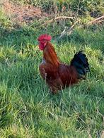 Jonge Haan, Dieren en Toebehoren, Pluimvee, Mannelijk, Kip