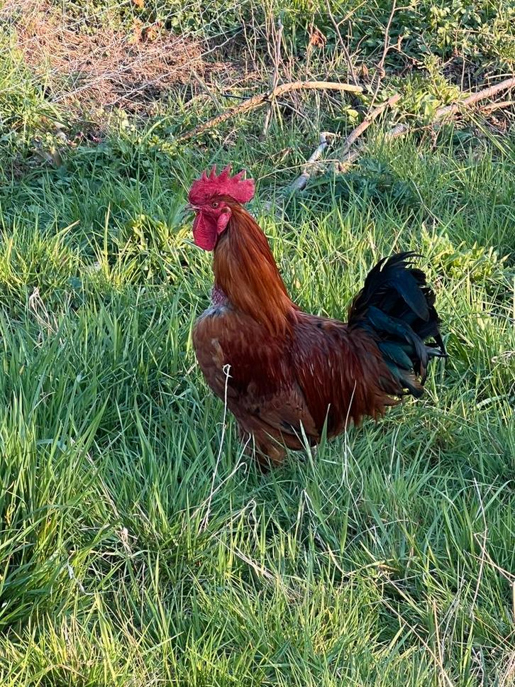 Jonge Haan, Dieren en Toebehoren, Pluimvee, Kip, Mannelijk