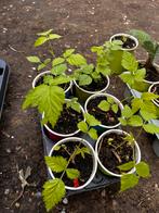 Ensemble de 6 plants de framboises (rouge et jaune) — 12€, Enlèvement ou Envoi