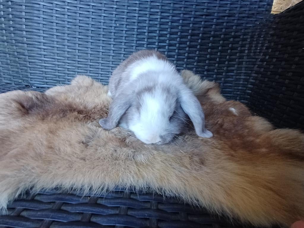 Knap nhd/minilop voedster, Vrouwelijk, Dwerg, Hangoor, 0 tot 2 jaar