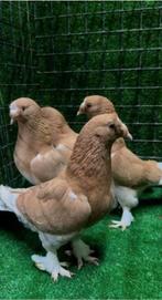 ik zoek koppel portakal takla, Animaux & Accessoires