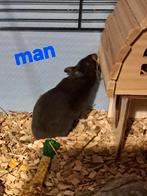 Langharig en kort harige Goudhamsters, Dieren en Toebehoren, Hamster, Januari, Meerdere dieren, Tam