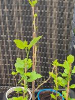 Hibiscus syriacus Althea bleue, Jardin & Terrasse, Plantes | Arbres fruitiers, Enlèvement