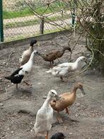 Broedeieren loopeenden, Eend