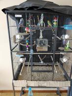 Grasparkieten, Mâle, Perruche, Bagué